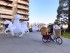 Espectacle de cavalls per a esdeveniments